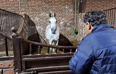 قیمت پانسیون‌های نگهداری اسب در استان همدان یکپارچه می‌شود